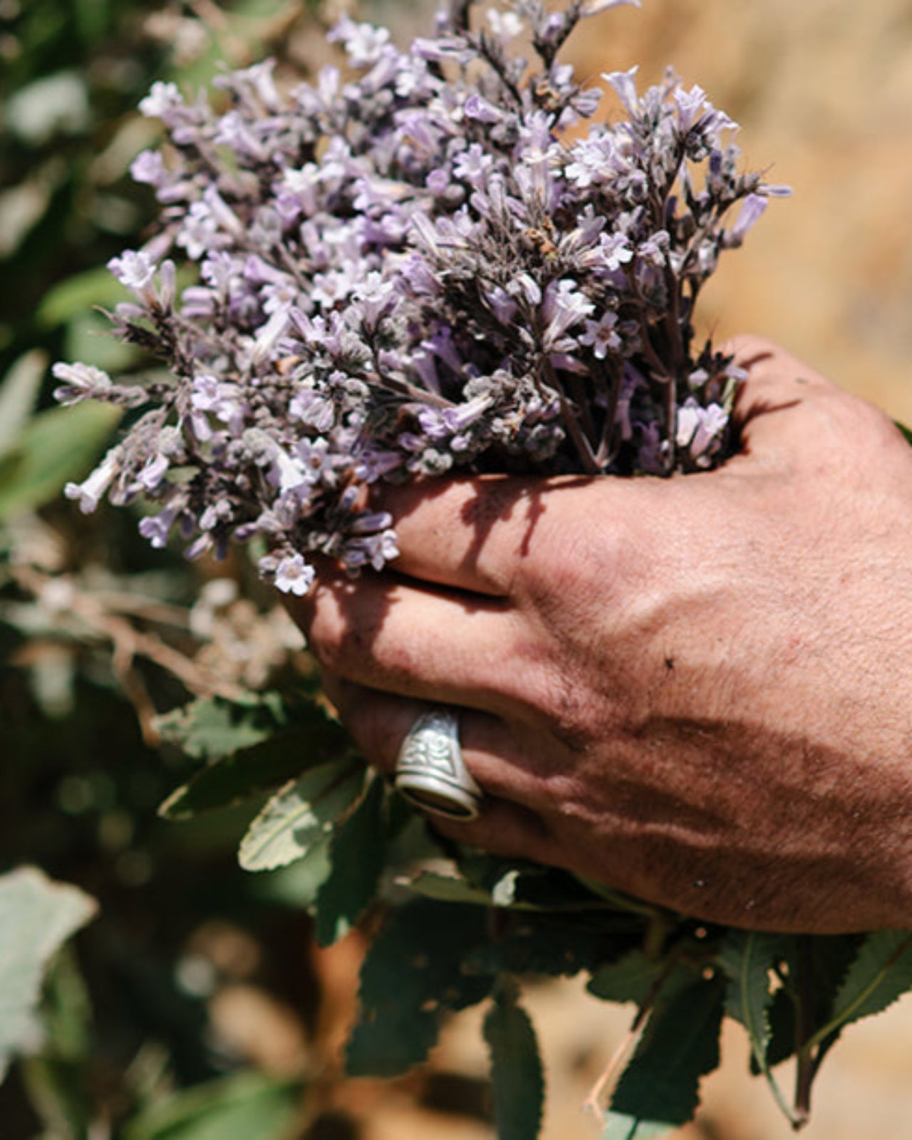 Yerba Santa Botanical Tea 3-Pack