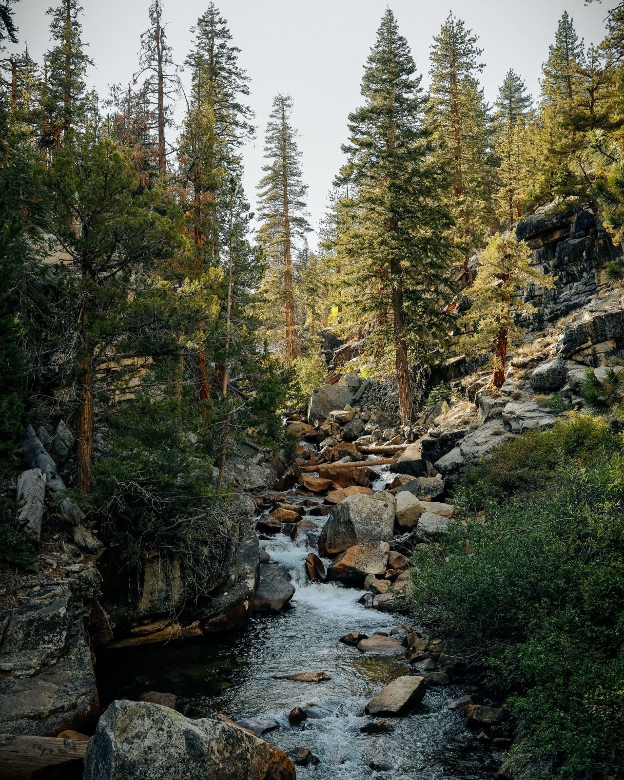 Sierra Forest Bar Soap 3-Pack