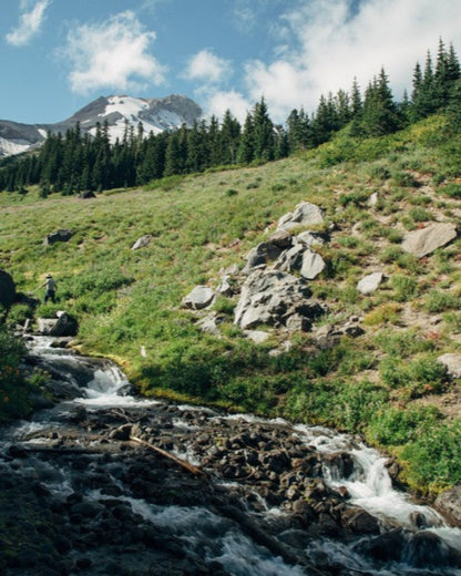 Douglas Fir + Rosehips Botanical Tea 3-Pack