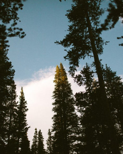 Douglas Fir Spring Tip Botanical Tea 3-Pack