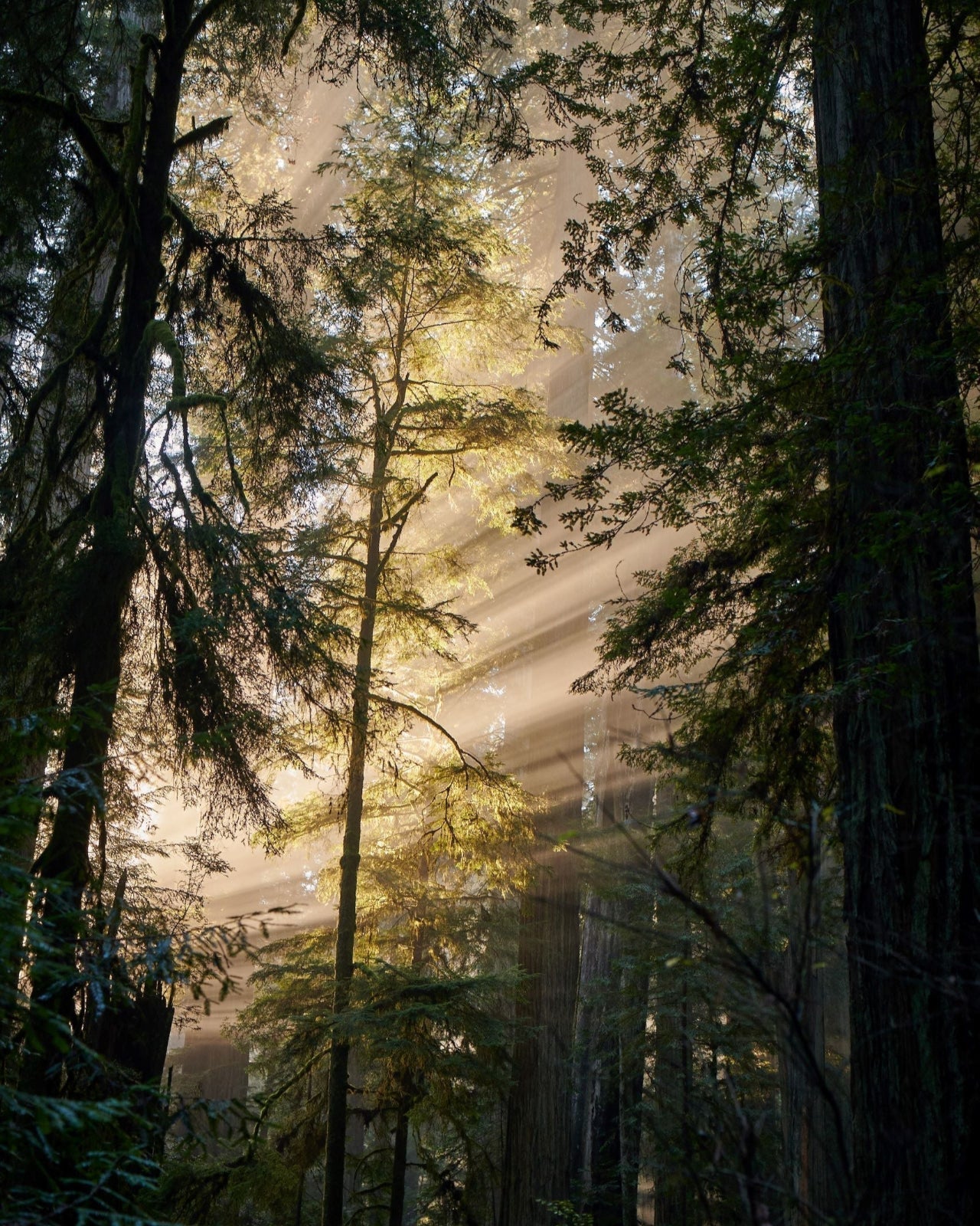 Redwood Mist Bar Soap 3-Pack