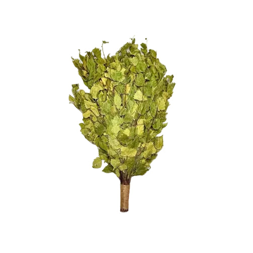 Birch Venik - Whisk